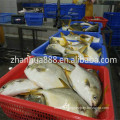 Sell Southeast Asia Frozen Golden Pomfret fish